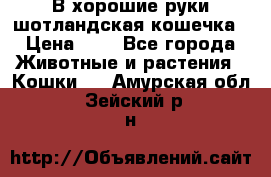 В хорошие руки шотландская кошечка › Цена ­ 7 - Все города Животные и растения » Кошки   . Амурская обл.,Зейский р-н